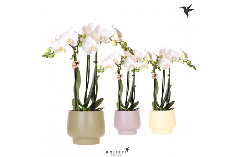 Phalaenopsis multiflora wit Kolibri Orchids Phalaenopsis white 3 spike 