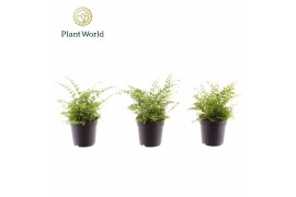 Nephrolepis exaltata green fantasy Nephrolepis Green Fantasy 7 cm over