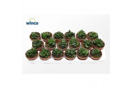 Haworthia Haworthia Maughanii X Truncata1 pp 15