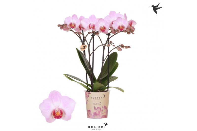 Phalaenopsis multiflora roze Kolibri Orchids Phalaenopsis Antwerp 3 sp 
