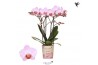 Phalaenopsis multiflora roze Kolibri Orchids Phalaenopsis Antwerp 3 sp