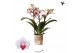 Phalaenopsis multiflora floriclone safe haven Kolibri Orchids Phalaeno 