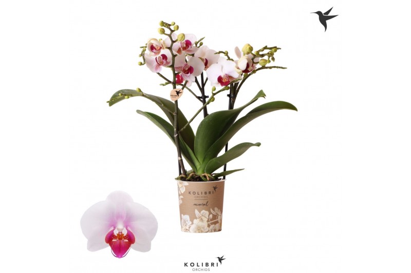 Phalaenopsis multiflora floriclone safe haven Kolibri Orchids Phalaeno 
