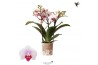 Phalaenopsis multiflora floriclone safe haven Kolibri Orchids Phalaeno