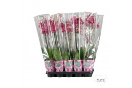 Phalaenopsis rood Phalaenopsis rood - 2 tak 80cm A2 16 bl. 2 tak/plnt