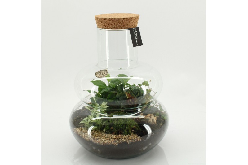 Arrangementen kamerplanten GRCR-2653 Green Essentials terrarium 4 pp 