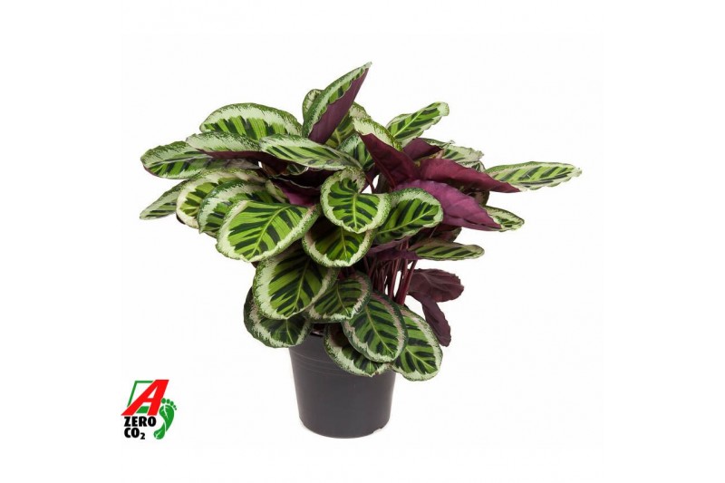 Calathea roseopicta angela Calathea Angela2 pp zonder bloem bl. 