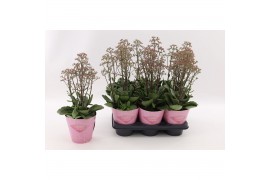 Kalanchoe overig Wild Flowers Surprising Canyon Kalanchoe Surprising C