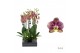 Phalaenopsis geel Phalaenopsis Flash - 2 tak 60cm 14 bl. 2 tak/plnt 