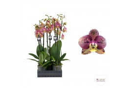 Phalaenopsis geel Phalaenopsis Flash - 2 tak 60cm 14 bl. 2 tak/plnt