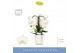 Phalaenopsis anthura madrid Fontano Bellagio 3 spike in Molise White A 