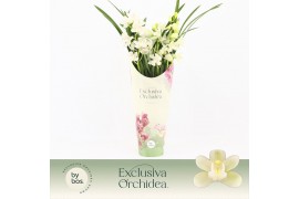Cymbidium Cymbidium, Ice Dance 3-spike P14 Exclusiva Orchidea Potcover