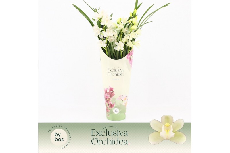 Cymbidium Cymbidium, Ice Dance 3-spike P14 Exclusiva Orchidea Potcover 