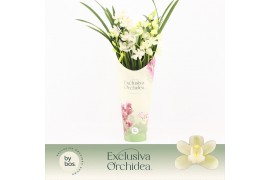 Cymbidium Cymbidium, Ice Dance 4-spike P14 Exclusiva Orchidea Potcover