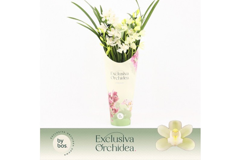 Cymbidium Cymbidium, Ice Dance 4-spike P14 Exclusiva Orchidea Potcover 