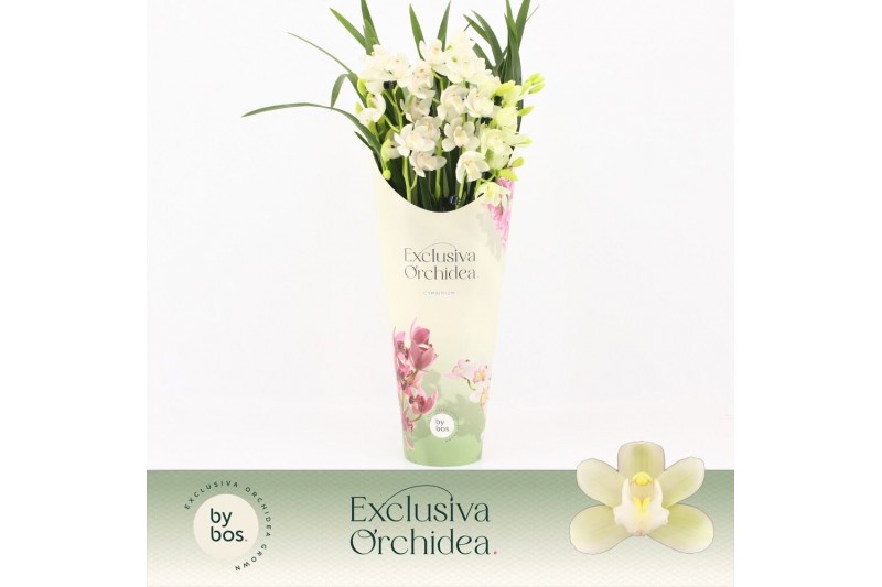 Cymbidium Cymbidium, Ice Dance 5-spike P14 Exclusiva Orchidea Potcover 