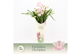 Cymbidium Cymbidium, Pink Bell 3-spike P14 Exclusiva Orchidea Potcover