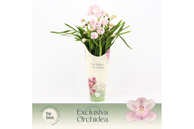 Cymbidium Cymbidium, Pink Bell 3-spike P14 Exclusiva Orchidea Potcover 