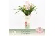 Cymbidium Cymbidium, Pink Bell 4-spike P14 Exclusiva Orchidea Potcover 