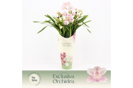 Cymbidium Cymbidium, Pink Bell 4-spike P14 Exclusiva Orchidea Potcover