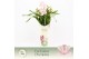 Cymbidium Cymbidium, Pink Bell 5-spike P14 Exclusiva Orchidea Potcover 
