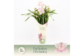 Cymbidium Cymbidium, Pink Bell 5-spike P14 Exclusiva Orchidea Potcover