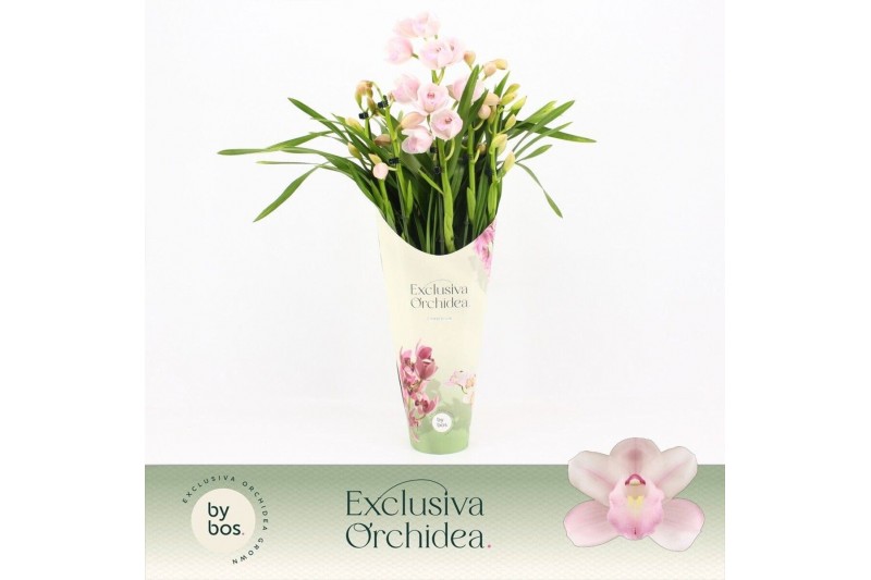 Cymbidium Cymbidium, Pink Bell 5-spike P14 Exclusiva Orchidea Potcover 