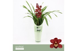Cymbidium Cymbidium, Red Beauty Roy 1-spike P14 Orchid Collection Potc