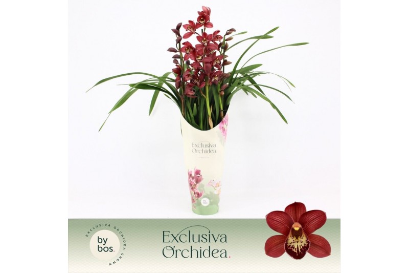 Cymbidium Cymbidium, Red Beauty Roy 3-spike P14 Exclusiva Orchidea Pot 