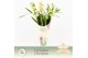 Cymbidium Cymbidium, Heino 4-spike Exclusiva Orchidea Potcover 4 tak/p 