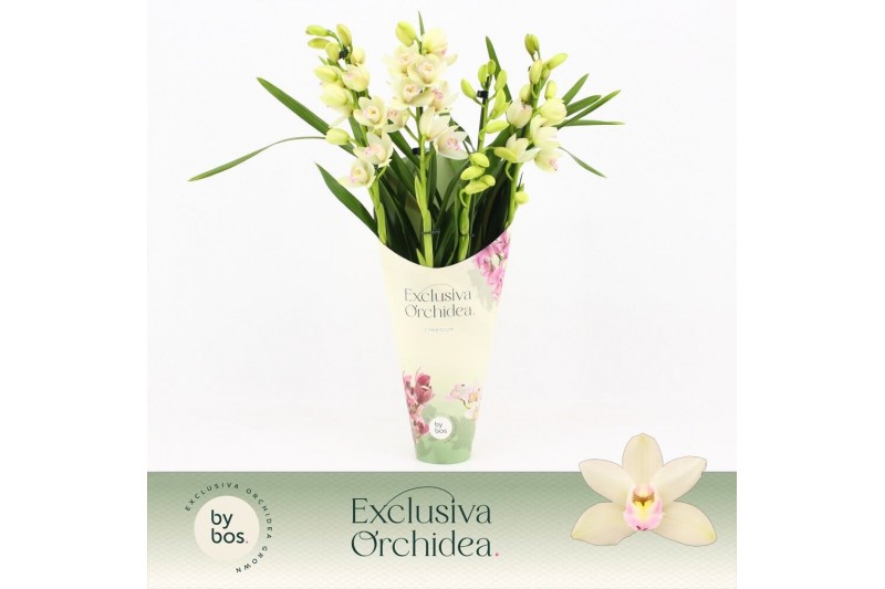 Cymbidium Cymbidium, Heino 4-spike Exclusiva Orchidea Potcover 4 tak/p 
