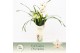 Cymbidium Cymbidium, Lucky Kate 4-spike Exclusiva Orchidea Potcover 4  