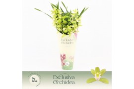 Cymbidium Cymbidium, Mint Source 4-spike Exclusiva Orchidea Potcover 4