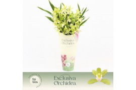 Cymbidium Cymbidium, Mint Source 5-spike Exclusiva Orchidea Potcover 5