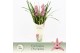 Cymbidium Cymbidium, Pinky 5-spike Exclusiva Orchidea Potcover 5 tak/p 