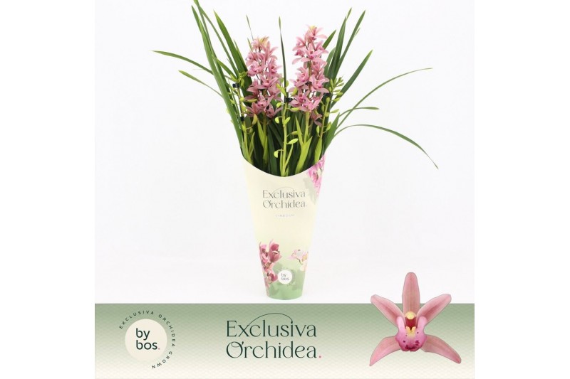 Cymbidium Cymbidium, Pinky 5-spike Exclusiva Orchidea Potcover 5 tak/p 