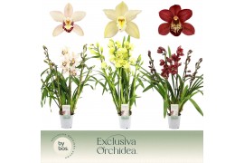 Cymbidium mix Cymbidium, Mix 5+ spike Exclusiva Orchidea P9 5 tak/plnt