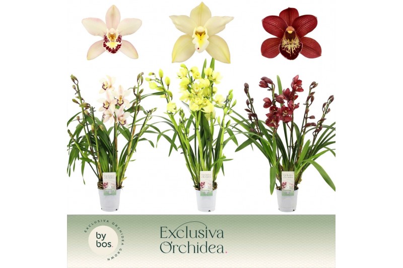 Cymbidium mix Cymbidium, Mix 5+ spike Exclusiva Orchidea P9 5 tak/plnt 