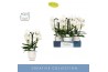 Phalaenopsis wit Fontano Bellagio 4 spike in Emilia White Aquo 30 bl. 