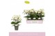 Phalaenopsis multiflora wit Boquetto Innocent 3-5 spike 30 bl. 3 tak/p 