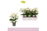 Phalaenopsis multiflora wit Boquetto Innocent 3-5 spike 30 bl. 3 tak/p