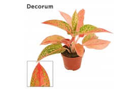 Aglaonema Aglaonema Prestige 9 cm (Decorum) 1 pp