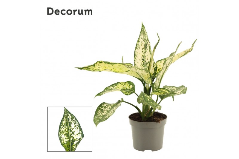 Aglaonema Aglaonema White Diamond 9 cm (Decorum) 1 pp 