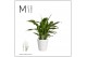 Spathiphyllum chopin Spathiphyllum Chopin - 9cm in Laura Basic | Mimes 