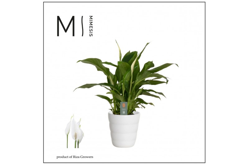 Spathiphyllum chopin Spathiphyllum Chopin - 9cm in Laura Basic | Mimes 