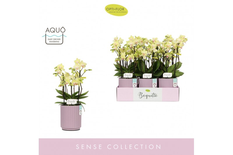 Phalaenopsis multiflora geel Boquetto Sensation 3-5 spike in Molise Li 