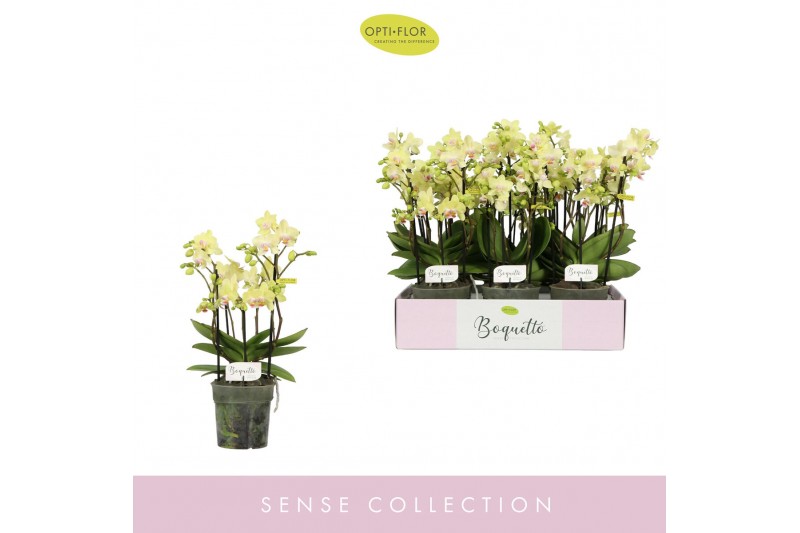 Phalaenopsis multiflora geel Boquetto Sensation 3-5 spike30 bl. 3 tak/ 