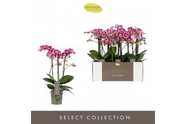 Phalaenopsis multiflora bubbles Optimost Bubbles 3 spike35 bl. 3 tak/p