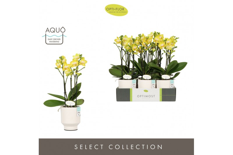 Phalaenopsis multiflora anthura arezzo Optimost Arezzo 3 spike in Emil 