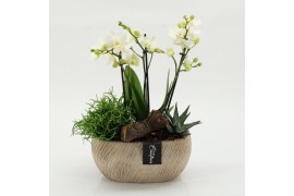 Phalaenopsis PHAL-2608 Phalaenopsis creatie 3 pp